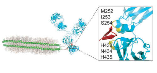 图 携带Fc段结合肽序列的NDS形成一个抗体-ND复合物（ANC）