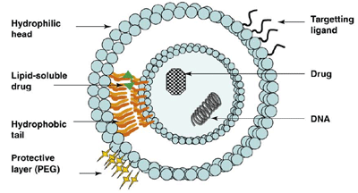 紫杉醇脂质体,紫杉醇白蛋白,紫杉醇微乳,紫杉醇聚合物胶束有何不同?