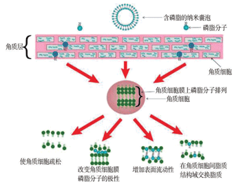 含磷脂分子的脂质体透皮机制 含磷脂分子的脂质体透皮机制