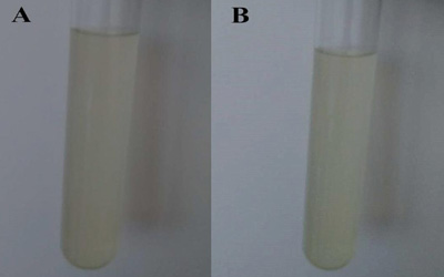 柠檬醛脂质体在室温下放置一个月的外观状态A：放置前的柠檬醛脂质体；B：放置一个月后的柠檬醛脂质体