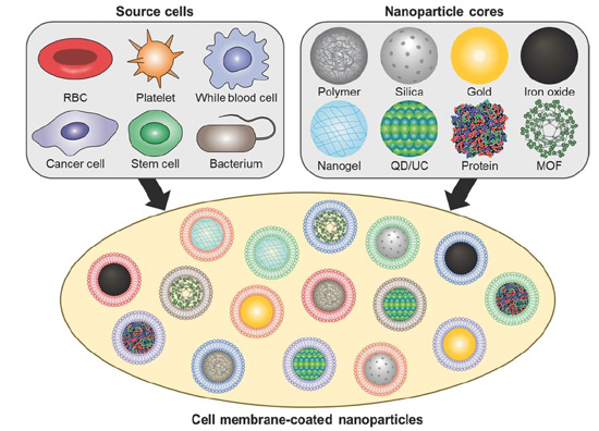 图 1  各种细胞膜来源的仿生膜包被纳米颗粒示意.