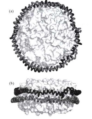 图 nanodisc模型结构a）俯视图 b）侧视图