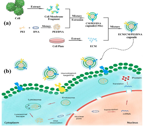 图1细胞膜“包衣”复合物基因递送系统的主要研究思路。