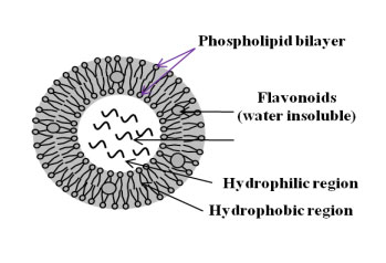 图 脂质体纳米包裹示意