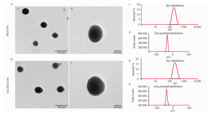 白蛋白纳米粒(BSANPs)和透明质酸白蛋白纳米粒(HA-BSANPs)的透射电镜、电位和粒径分布图 白蛋白纳米粒(BSANPs)和透明质酸白蛋白纳米粒(HA-BSANPs)的透射电镜、电位和粒径分布图