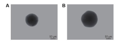 NGN-NL(A)及 PTP@NGN-NL(B)电镜检测结果 NGN-NL(A)及 PTP@NGN-NL(B)电镜检测结果