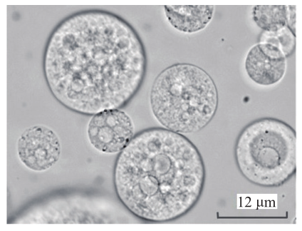 光学显微镜下粒子形态