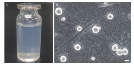 7-HEC/PLGA纳米粒的外观及电镜下形态 7-HEC/PLGA纳米粒的外观及电镜下形态