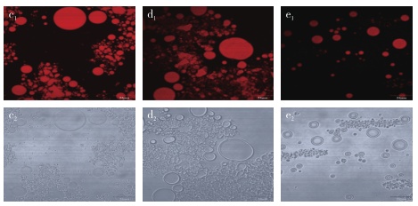 多层纳米乳液SPI/0.2%CS/(0.2%～0.6%)SA微观结构图